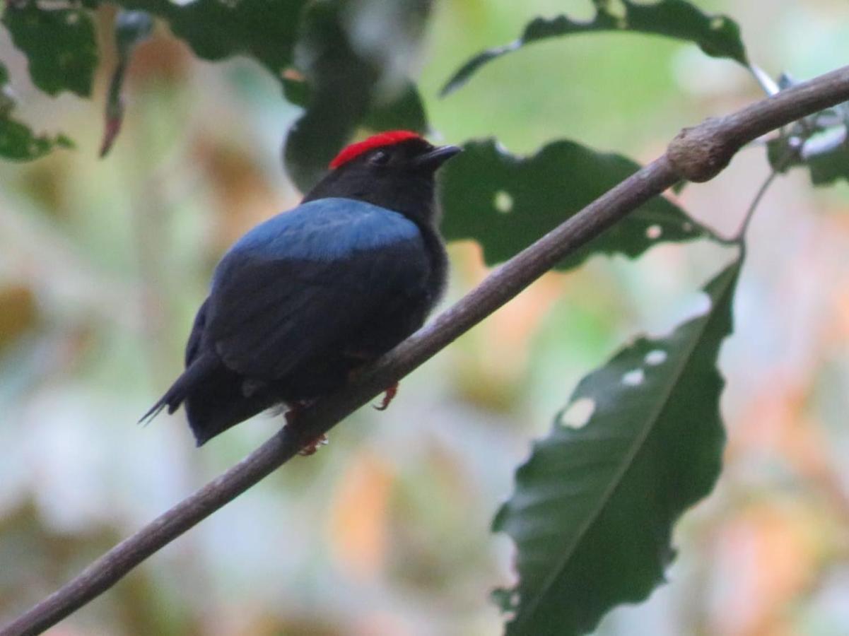 El Valle De Anton La Chachalaca מראה חיצוני תמונה
