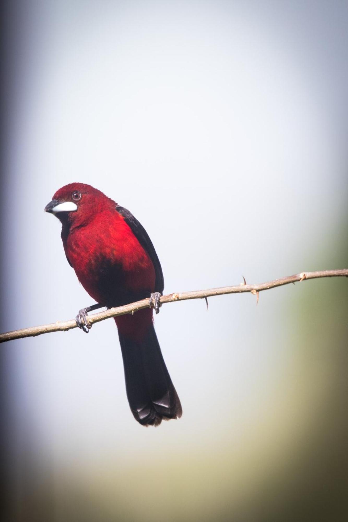 El Valle De Anton La Chachalaca מראה חיצוני תמונה