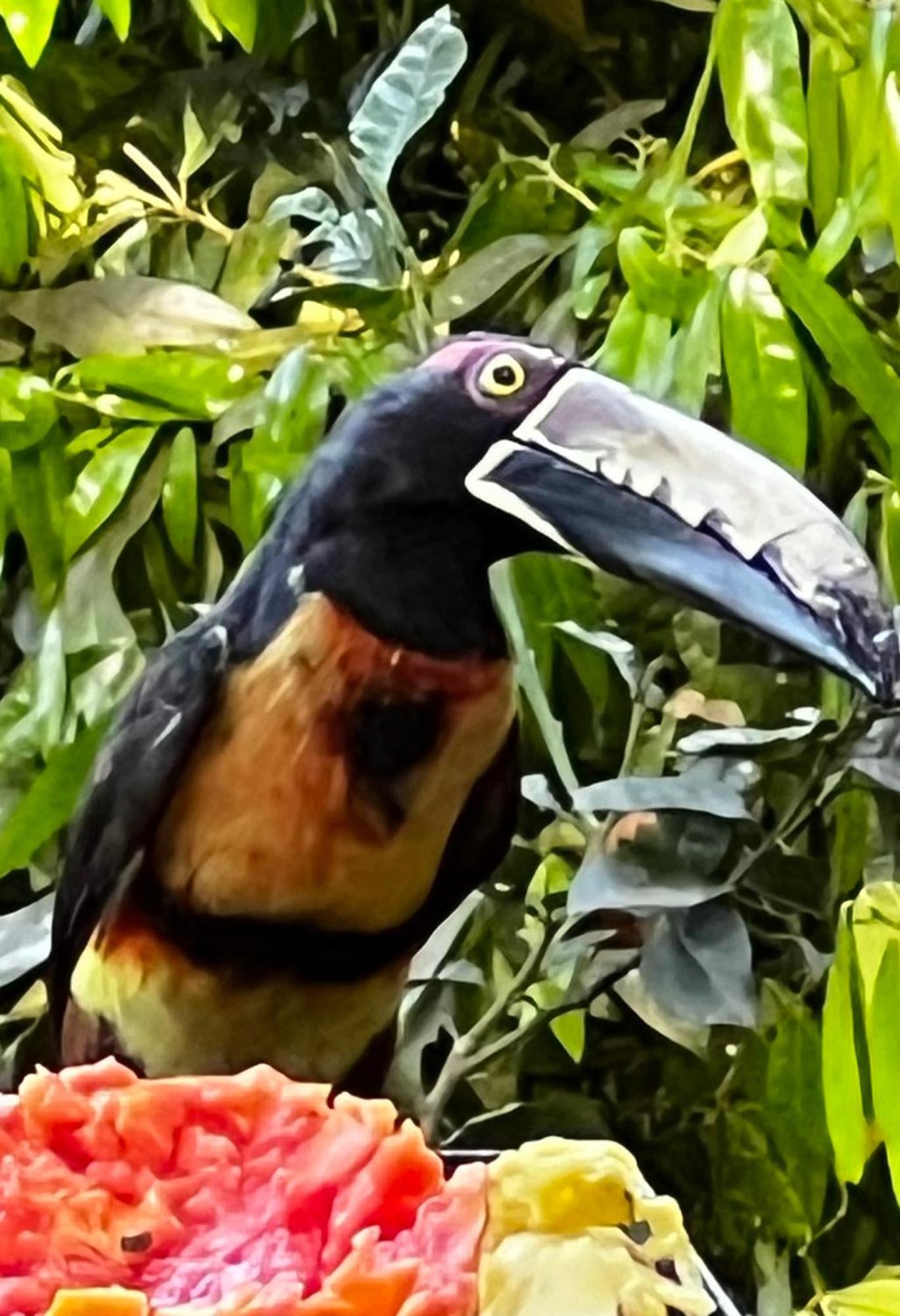 El Valle De Anton La Chachalaca מראה חיצוני תמונה