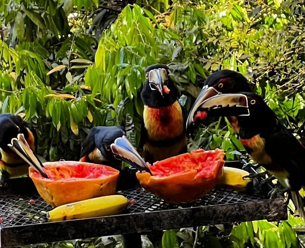 El Valle De Anton La Chachalaca מראה חיצוני תמונה