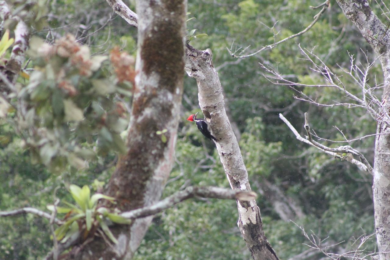 El Valle De Anton La Chachalaca מראה חיצוני תמונה