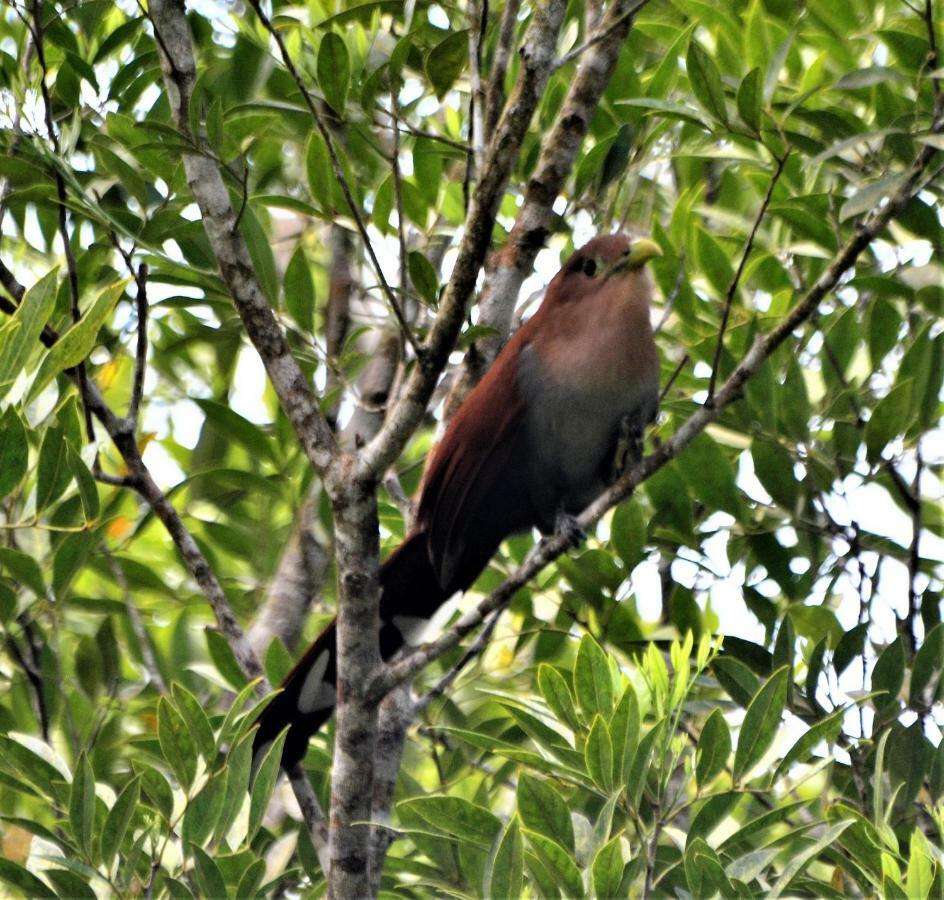 El Valle De Anton La Chachalaca מראה חיצוני תמונה