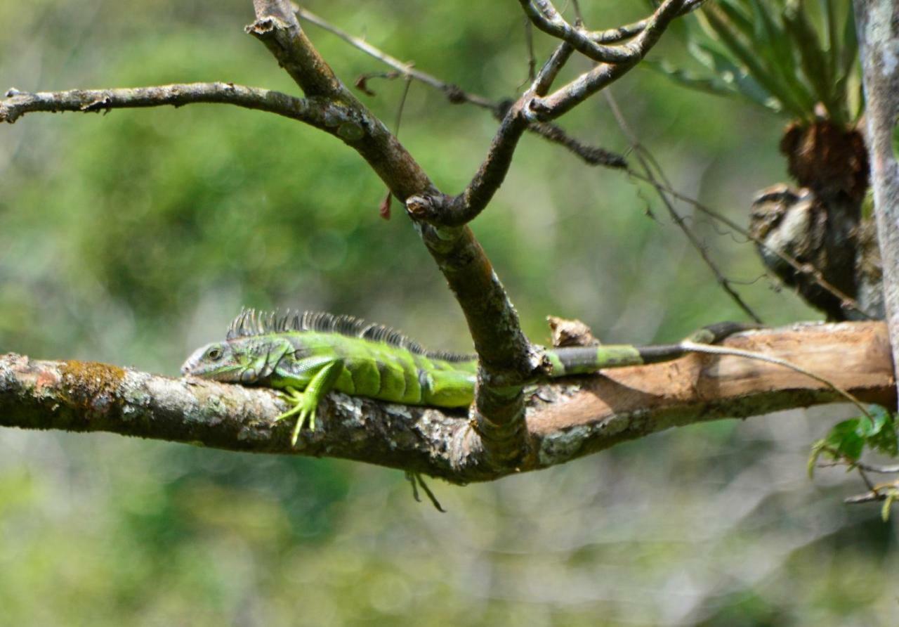 El Valle De Anton La Chachalaca מראה חיצוני תמונה