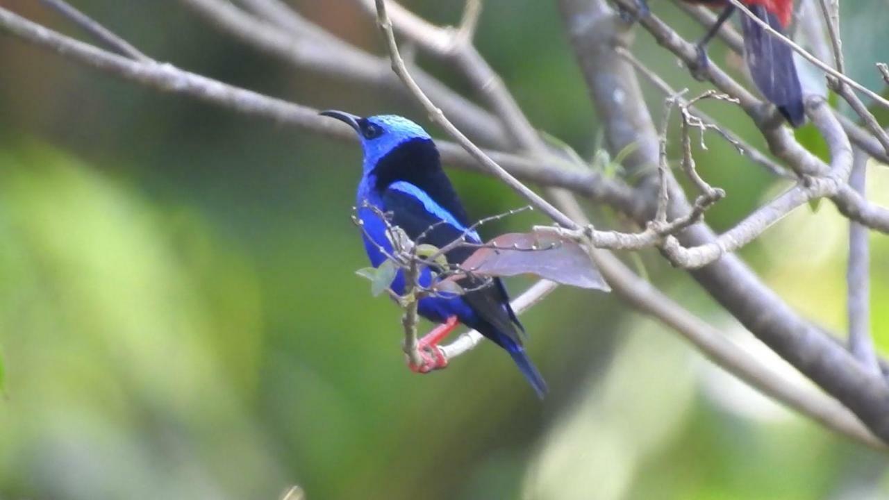 El Valle De Anton La Chachalaca מראה חיצוני תמונה