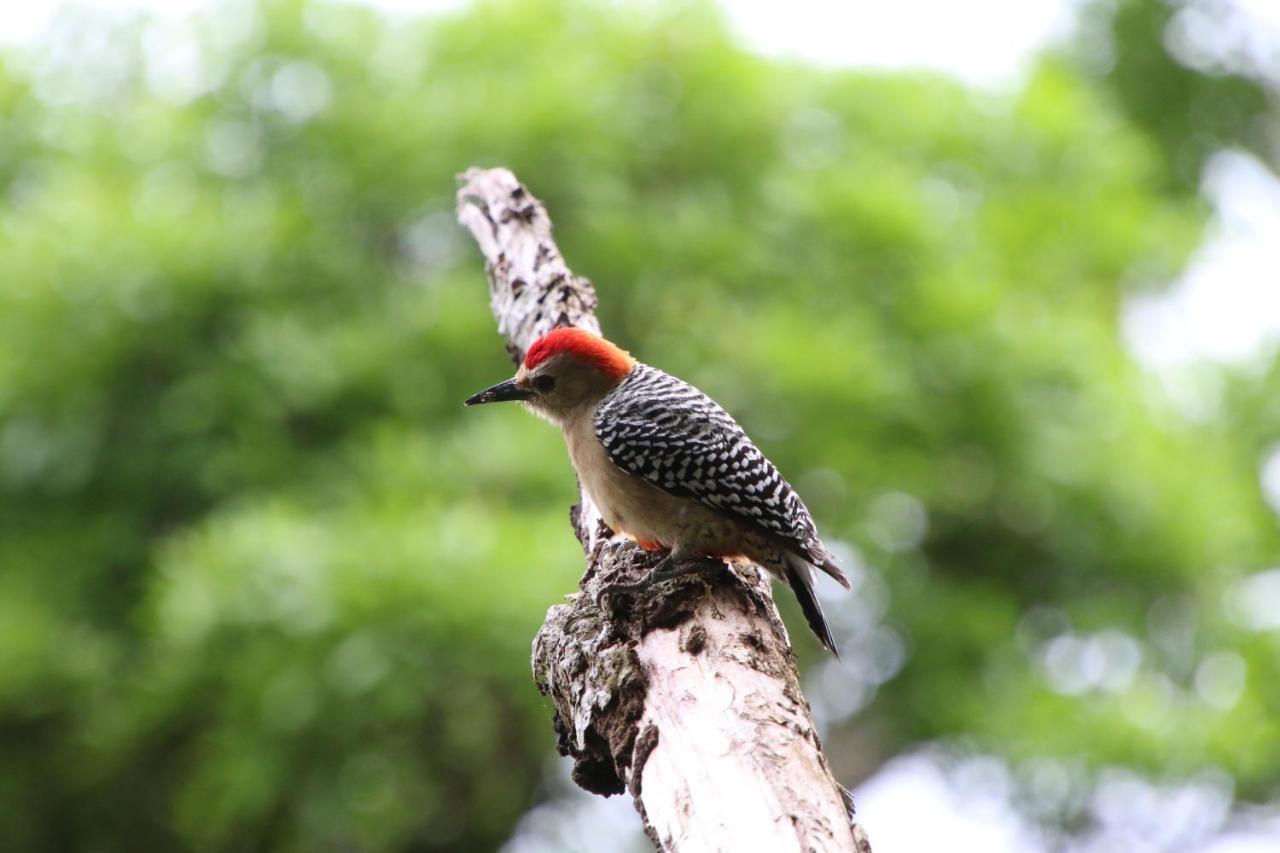 El Valle De Anton La Chachalaca מראה חיצוני תמונה