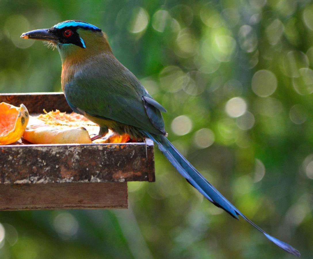 El Valle De Anton La Chachalaca מראה חיצוני תמונה