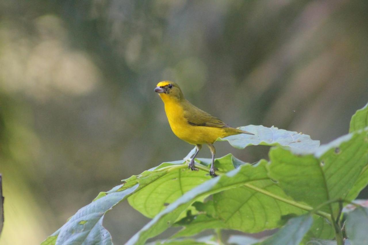 El Valle De Anton La Chachalaca מראה חיצוני תמונה