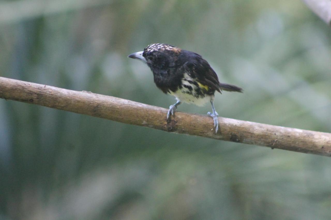 El Valle De Anton La Chachalaca מראה חיצוני תמונה