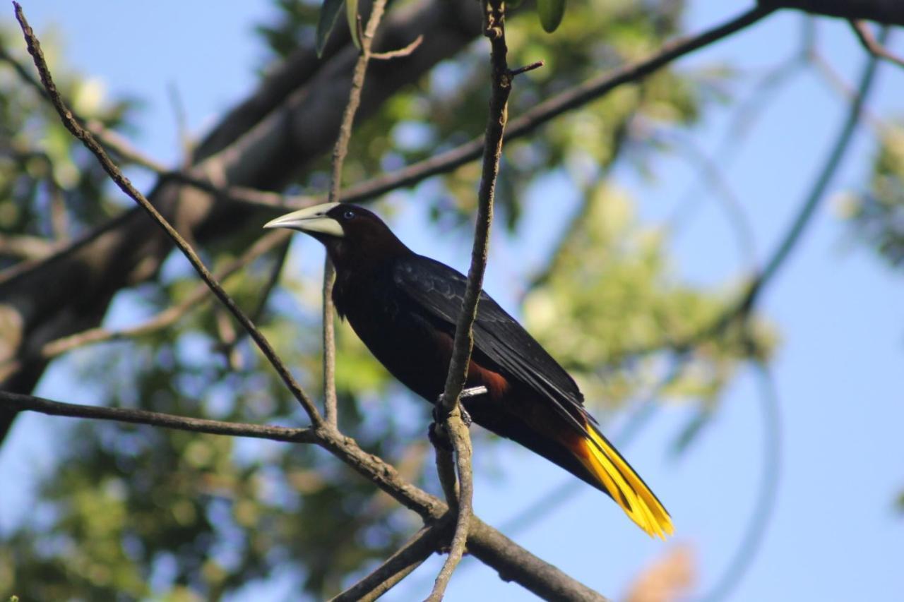 El Valle De Anton La Chachalaca מראה חיצוני תמונה